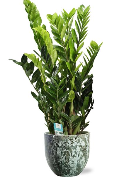 Smaragdpalme - Zamioculcas Zamiifolia - Ø21cm - ↕95cm + Sem Pot D24x22cm - Topf Grün