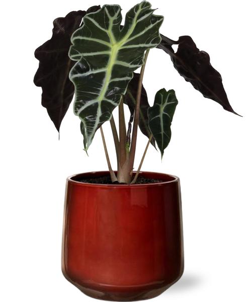 Elefantenohr - Alocasia Amazonica Polly - Ø12cm - ↕30cm + Puglia Pot D13/14,5x13,5cm - Topf Rot