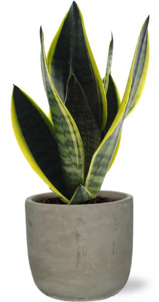 Schwiegermutterzunge - Sansevieria Futura Superba - Ø12cm - ↕30cm +  Stone Rond D13,5x13cm - Topf Grau