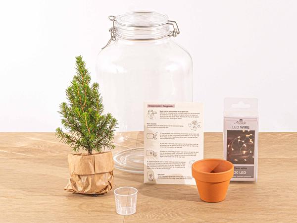 Weihnachtsbaum im Glas - Easyplant - Ficus Christmas