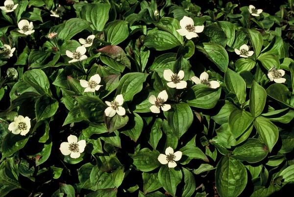 Kanadische Hartriegel - Cornus canadensis - ↕10-25cm - Ø9cm - 12x