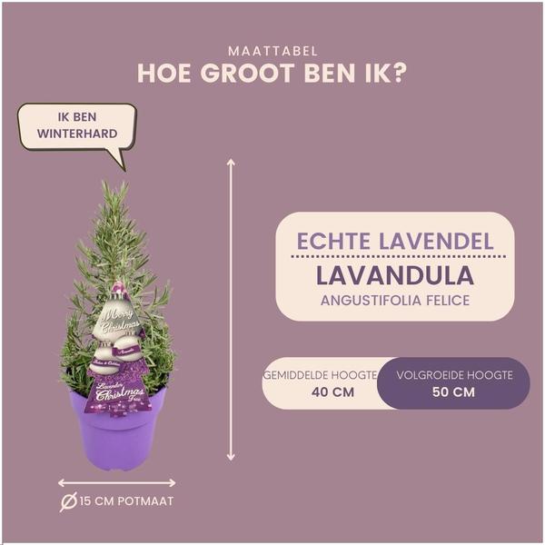 Echt duftender Lavendel-Weihnachtsbaum - Echte geurende Lavendel Kerstboom - 15 cm Ø - 40-50 cm ↨  - Lavendel