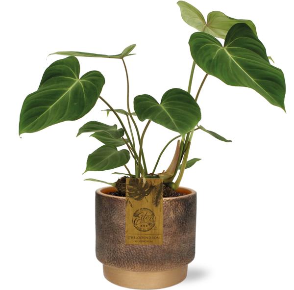 Baumfreund - Philodendron Gloriosum - Ø15cm - ↕40cm + Merel Pot D16x14cm - Topf Gold