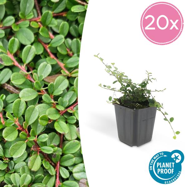 Zwergmispel - Cotoneaster pr. 'Streib's Findling' - ↕10-25cm - Ø9cm 20 Stück
