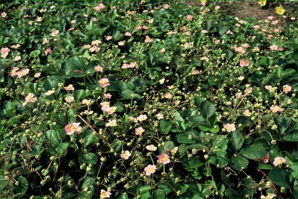 Walderdbeere - Fragaria vesca - ↕10-25cm - Ø9cm - 12x