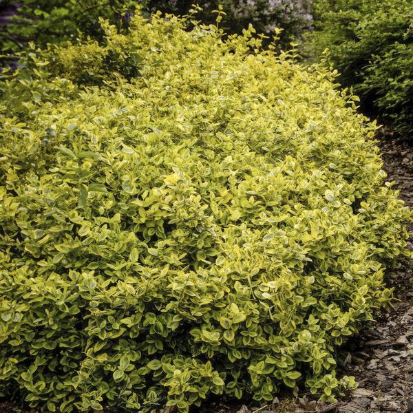 Goldbunte Kriechspindel - Euonymus fort. 'Emerald 'n Gold’ - ↕10-25cm - Ø9cm 12 Stück