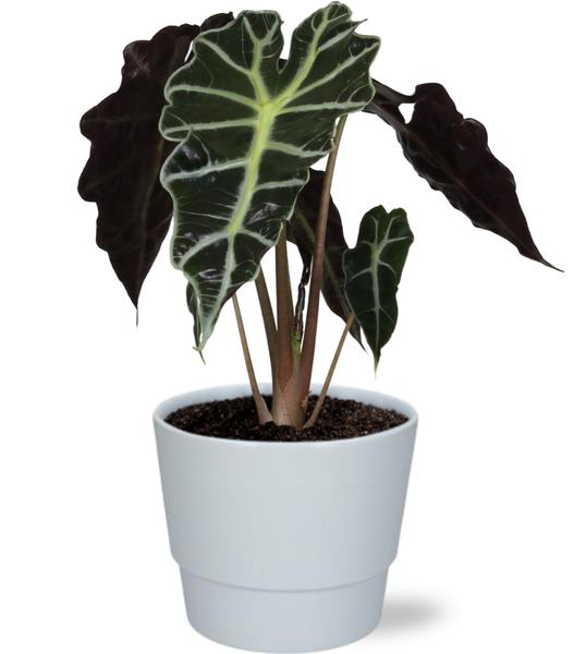 Elefantenohr - Alocasia Amazonica Polly - Ø12cm - ↕30cm + Pot Basic D14,5x12cm - Topf Weiß