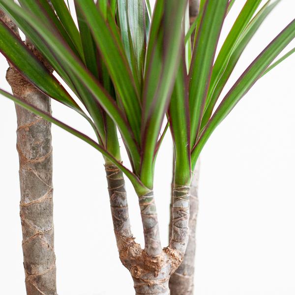 Drachenbaum - Dracaena Marginata mit Viber Topf grau – 95 cm – Ø21