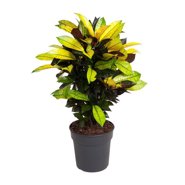 Wunderstrauch - Codiaeum Variegatum Mrs Iceton - Ø21cm - ↕70cm