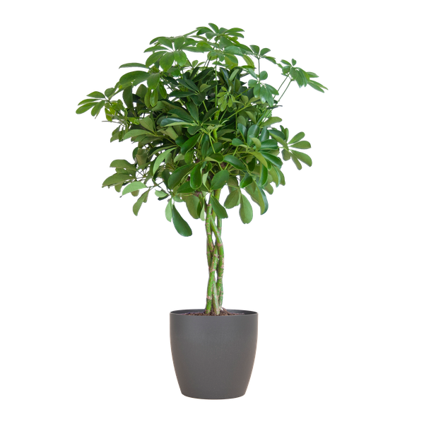 Strahlenaralie - Schefflera Arab Nora mit Topf Viber grau – 70 cm – Ø21