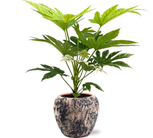 Gefleckte Strahlenaralie - Fatsia Japonica Spider Web - Ø17cm - ↕50cm + Doug Pot D18x16cm - Topf Schwarz Beige