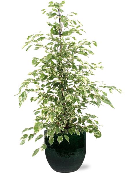 Birkenfeige - Ficus benjamina Twilight - Ø21cm - ↕95cm + Jolin Pot D24x23cm - Topf Grün