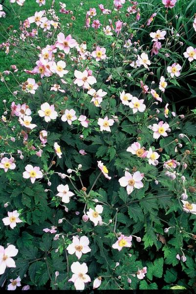 Herbstanemone - Anemone tom. 'Robustissima' - ↕10-25cm - Ø9cm - 20x