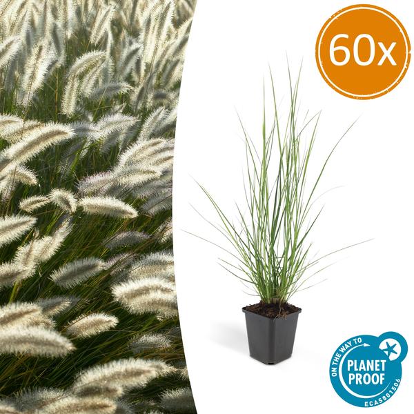 Lampenputzergras - Pennisetum alopecuroides 'Hameln' - ↕10-25cm - Ø9cm 60 Stück