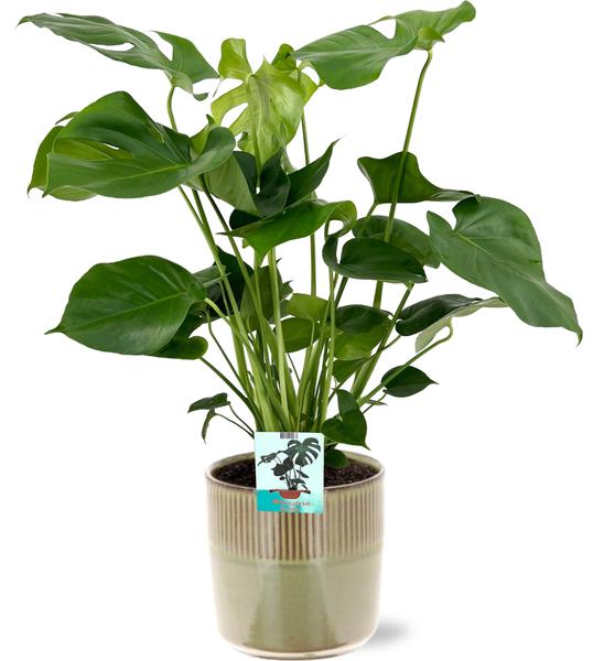 Schweizer Käsepflanze - Monstera Deliciosa - Ø19cm - ↕60cm + Terni Pot D20x20cm - Topf Grün