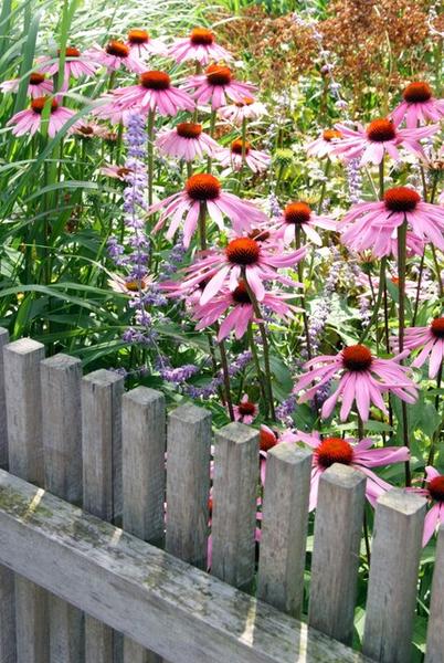 Purpur Sonnenhut 'Magnus' - Echinacea p. 'Magnus' - ↕10-25cm - Ø9cm - 6x