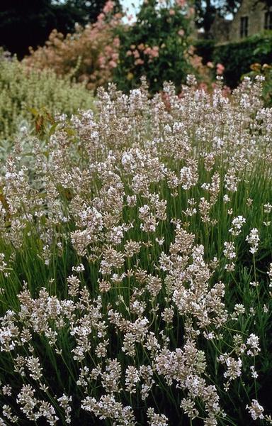 Lavendel - Lavandula int. 'Edelweiss' - ↕10-25cm - Ø9cm - 6x