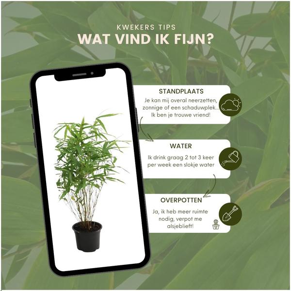 Roter Bambus - Fargesia Rufa - Ø13 cm - ↕25 cm - Winterharte Bambuspflanzen - keine Wurzelausläufer   6 Stück