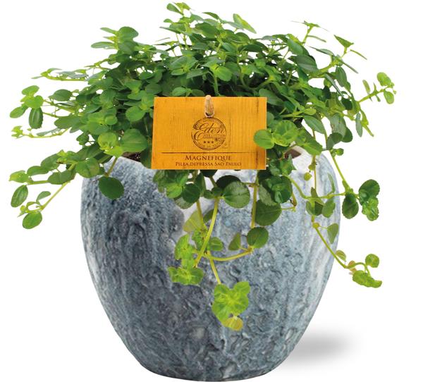 Kanonierblume - Pilea Depressa Sao Paulo - Ø12cm - ↕20cm + Doug Pot D14x13cm - Topf Grau Weiß