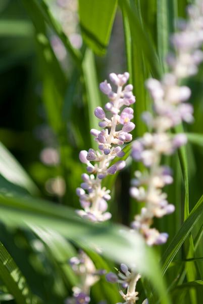 Weiße Glöckchentraube - Liriope muscari 'Monroe White' - ↕10-25cm - Ø9cm - 6x