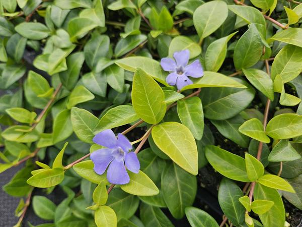 Kleines Immergrün - Vinca minor 'La Grave' - 12x