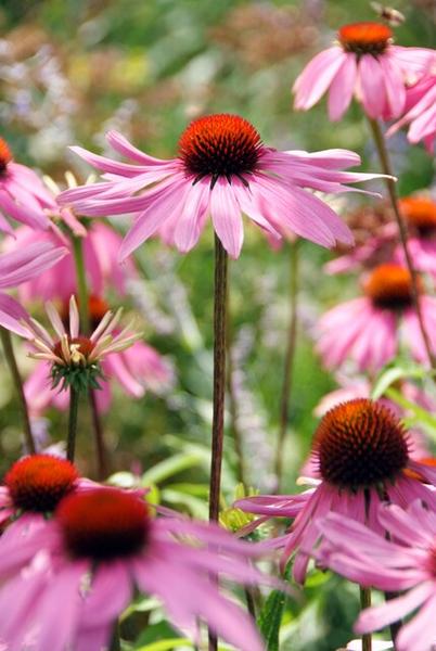 Purpur Sonnenhut 'Magnus' - Echinacea p. 'Magnus' - ↕10-25cm - Ø9cm - 40x