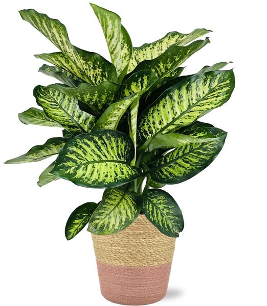 Dieffenbachia Camilla - Ø21cm - ↕75cm + Ruby Pot D22,5x21,5cm - Topf Rosa