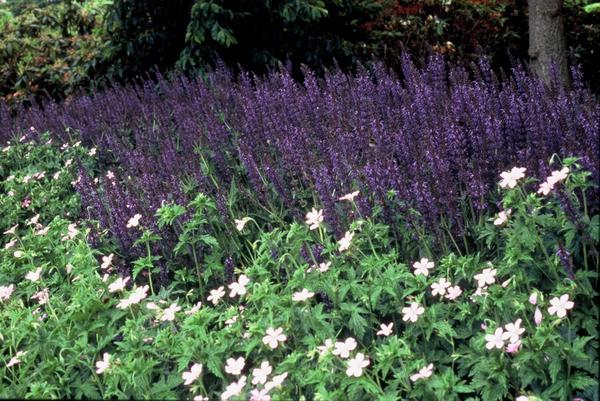 Steppensalbei - Salvia nemorosa 'Mainacht' - ↕10-25cm - Ø9cm - 12x