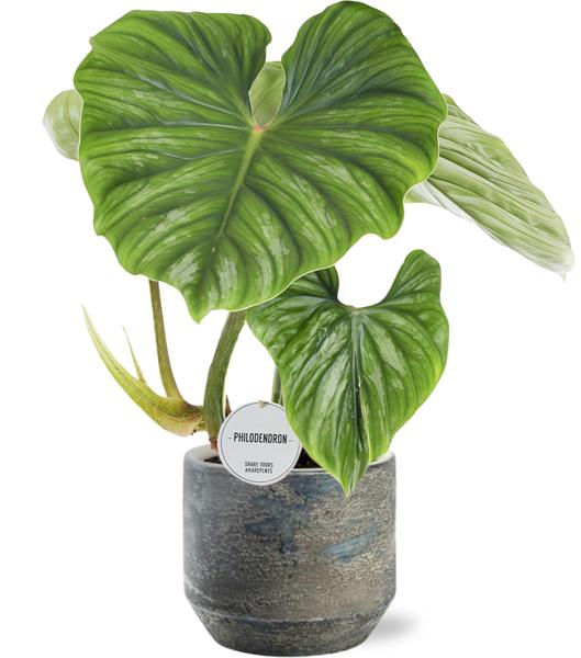 Baumfreund - Philodendron Plowmanii - Ø15cm - ↕50cm + Lars Pot D16x14cm - Topf Grau