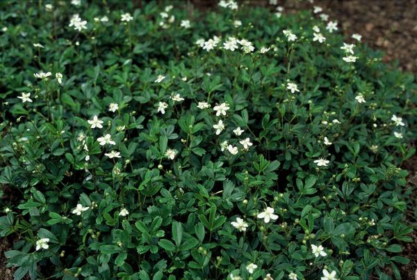 Fingerstrauch - Potentilla tridentata 'Nuuk' - ↕10-25cm - Ø9cm - 20x