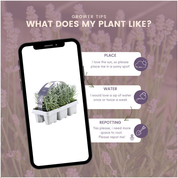 Lavendel - Lavandula angustifolia - 24 x Ø7 cm - ↕15 cm 4x6 Stück