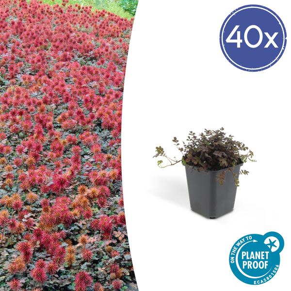 Kupferteppich Stachelnüsschen - Acaena microphylla - ↕10-25cm - Ø9cm 40 Stück