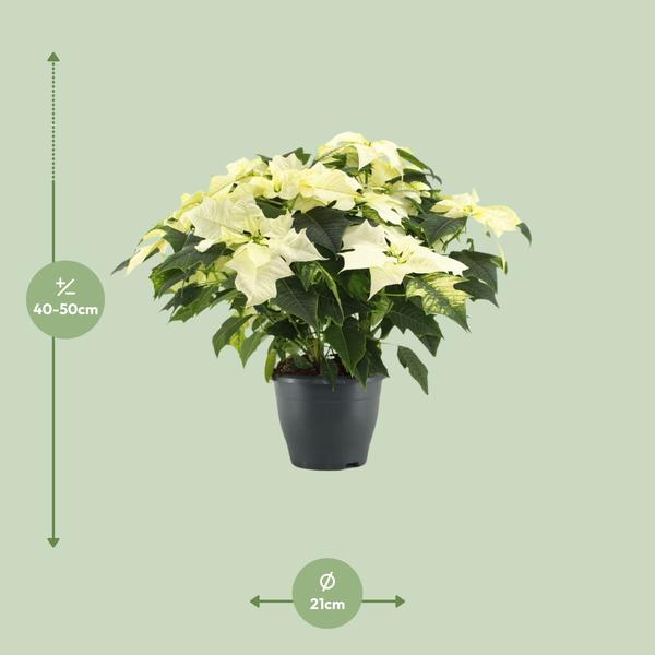 Weihnachtsstern - Poinsettia Alaska White - Ø21cm - ↕45cm