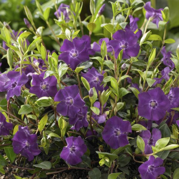 Kleines rotblühendes Immergrün - Vinca minor 'Atropurpurea', - ↕10-25cm - Ø9cm 20 Stück