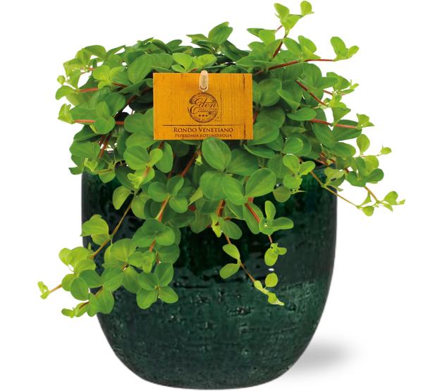 Zwergpfefferpflanze - Peperomia Rotundifolia - Ø11cm - ↕15cm + Jolin Pot D11x12cm - Topf Grün