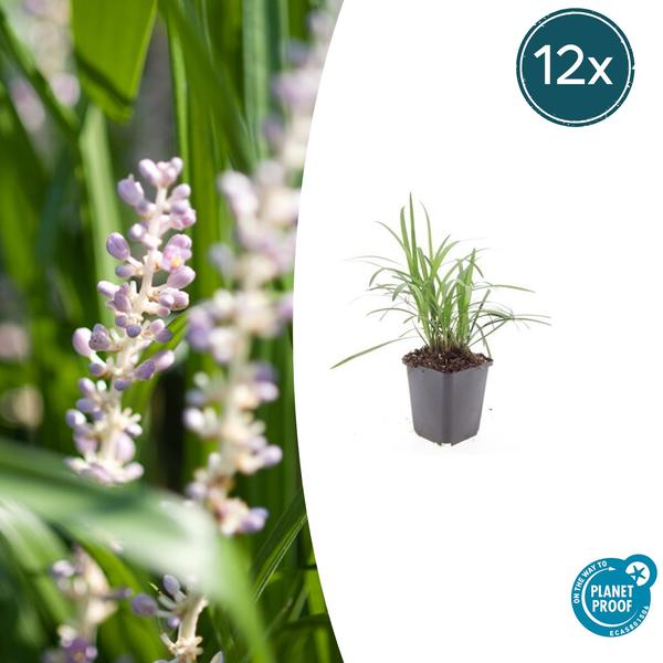 Weiße Glöckchentraube - Liriope muscari 'Monroe White' - ↕10-25cm - Ø9cm - 12x