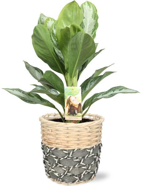 Kolbenfaden - Aglaonema Silver Bay - Ø17cm - ↕55cm + Lexi Pot D19x19cm - Basket Topf Grau