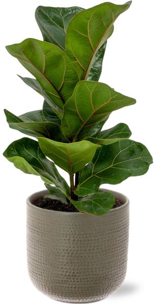 Geigenfeige - Ficus Lyrata - Ø12cm - ↕30cm + Aresso Pot D13x12,5cm - Topf Grau Grün