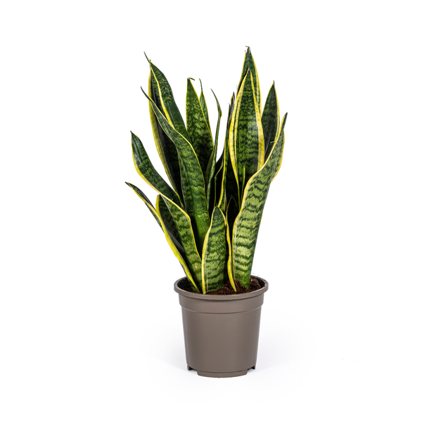 Schwiegermutterzunge - Sansevieria Trifasciata Futura Superba Ø17cm - ↕50-55cm