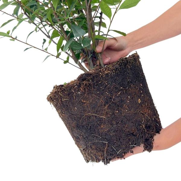 Glanzmispel - Photinia fraseri 'Carré Rouge' - Große Glanzmispel Pflanzen für 10 laufende Meter Hecken - 12L - 20x ↨ 125-150 cm - Carré Rouge