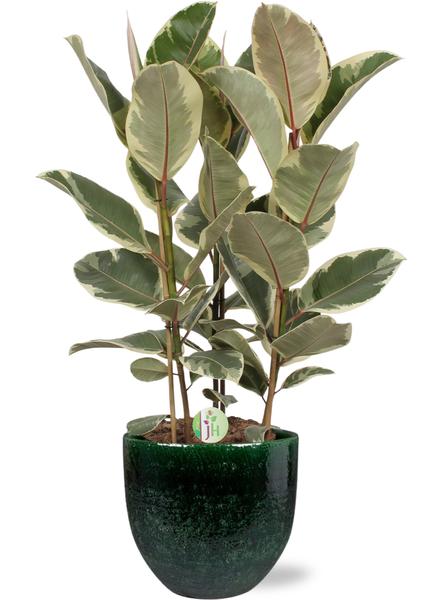 Gummibaum - Ficus Tineke - Ø27cm - ↕85cm + Jolin Pot D29x27cm - Topf Grün