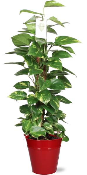 Efeutute - Epipremnum Aureum Mosstok - Ø19cm - ↕80cm + Emmer D20x18,5cm -Topf Rot