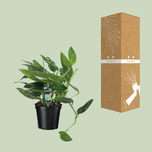 Baumfreund - Philodendron Cobra Büschel- Ø17cm - ↕50cm