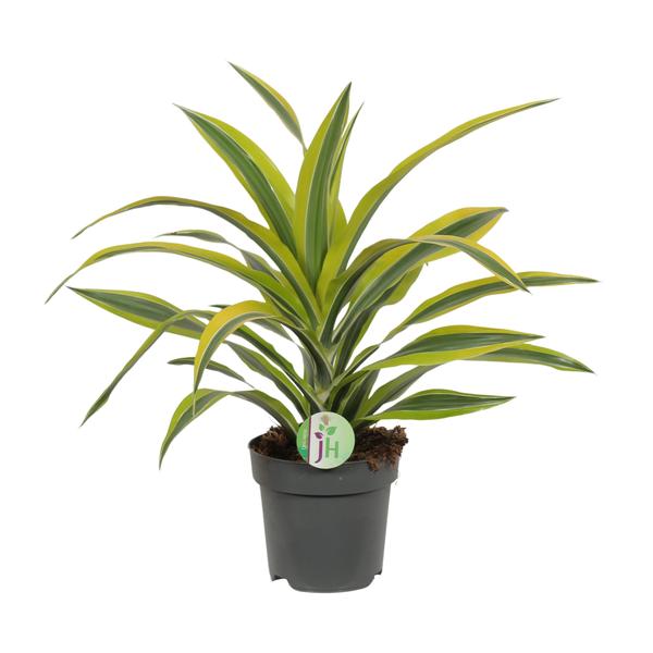 Drachenbaum - Dracaena Fragrans Lemon Lime - Ø17cm - ↕40cm