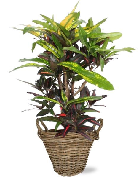 Wunderstrauch - Codiaeum Mango - Ø27cm - ↕110cm + Pot+Handvat D30x23cm - Basket Korb Natürlich