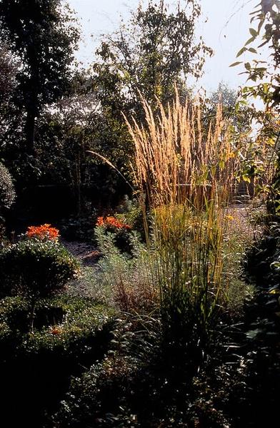 Ziergras - Calamagrostis acut. 'Karl Foerster'  - ↕10-25cm - Ø9cm - 6x