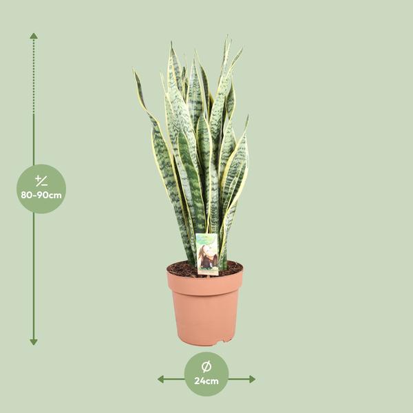 Schwiegermutterzunge - Sansevieria Trifasciata Laurentii - Ø24cm - ↕90cm