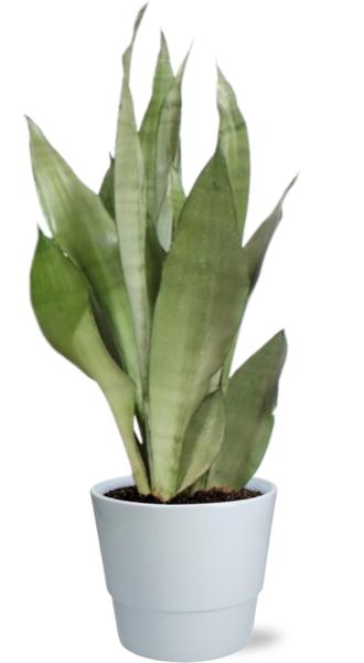 Schwiegermutterzunge - Sansevieria Moonshine - Ø17cm - ↕60cm + Pot Basic D18x15cm - Topf Weiß