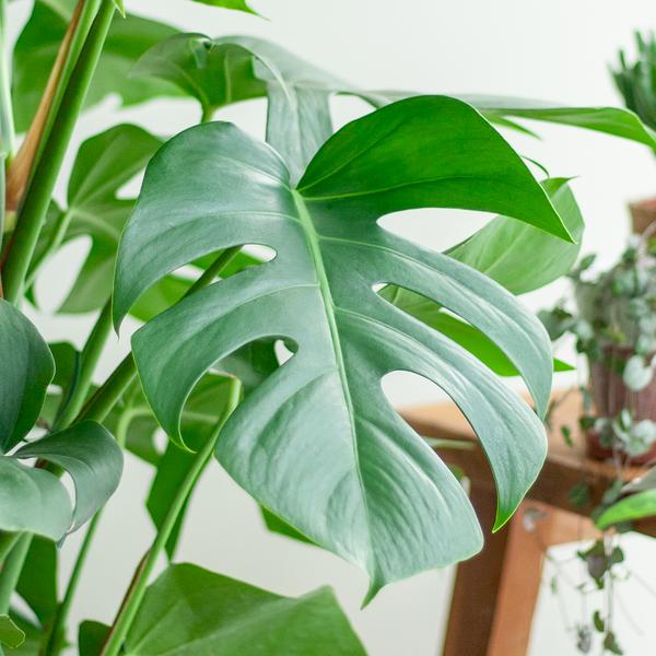 Schweizer Käsepflanze - Monstera Deliciosa XL mit Torun-Korb – 120 cm – Ø24