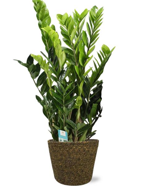 Smaragdpalme - Zamioculcas Zamiifolia - Ø21cm - ↕95cm + Selin Pot D22x19cm - Topf Schwarz